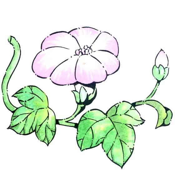 牵牛花简笔画 牵牛花简笔画图片