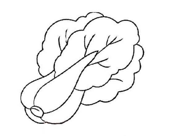 白菜简笔画图片 画大白菜简笔画图片