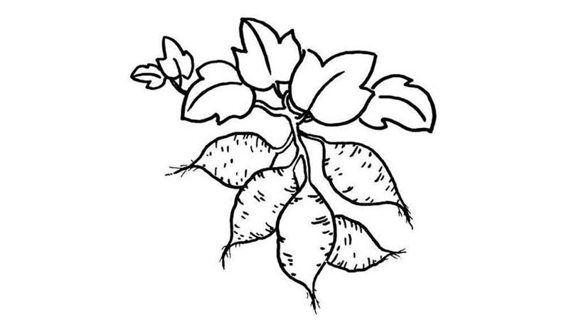 红薯简笔画怎么画 红薯简笔画好看