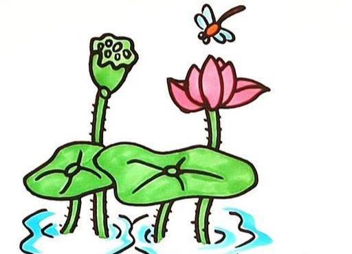 小荷才露尖尖角简笔画 小荷才露尖尖角简笔画彩色