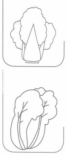 白菜简笔画图片 画大白菜简笔画图片