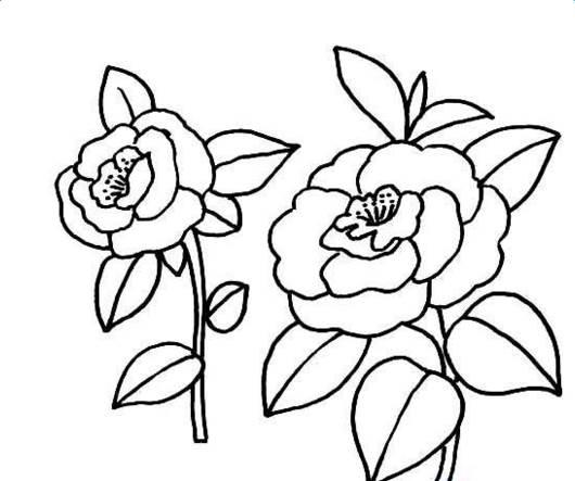 月季花简笔画图片大全 月季花简笔画图片大全大图