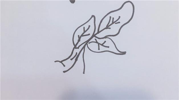 菠菜简笔画怎么画 菠菜简笔画图片大全