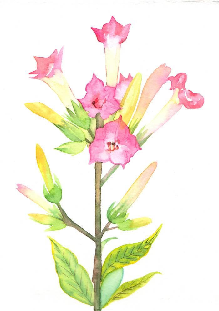 烟草花简笔画 烟草花简笔画简单又漂亮