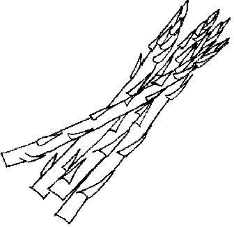 竹笋简笔画 竹笋简笔画好看又简单