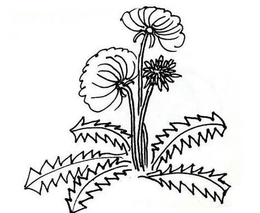 蒲公英简笔画 蒲公英简笔画彩色