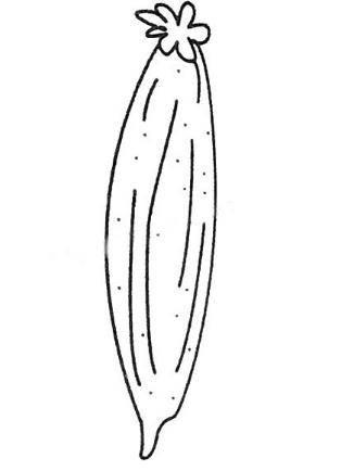 黄瓜简笔画 黄瓜简笔画图片