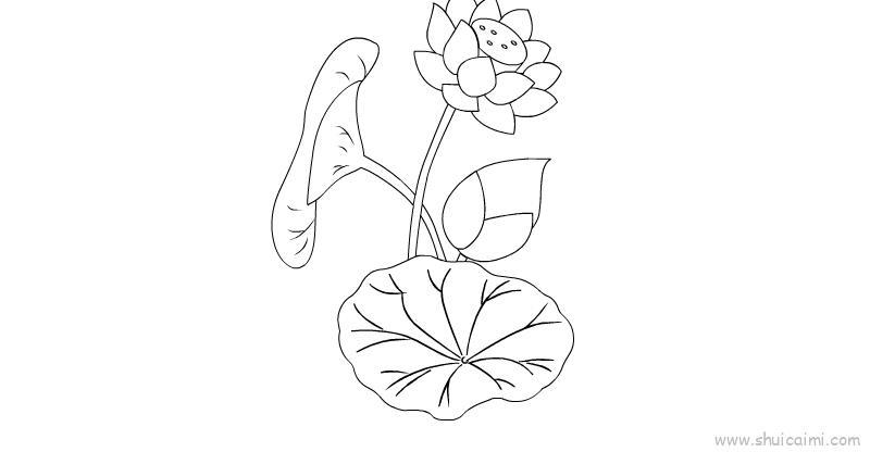 荷花儿童画怎么画 荷花简笔画图片大全