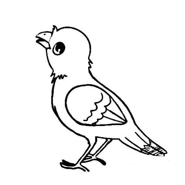 麻雀简笔画 麻雀简笔画带颜色