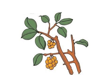 水果树简笔画图片大全 水果树简笔画图片带颜色