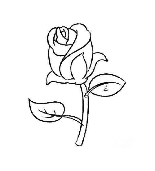 玫瑰简笔画 玫瑰简笔画简单又好看