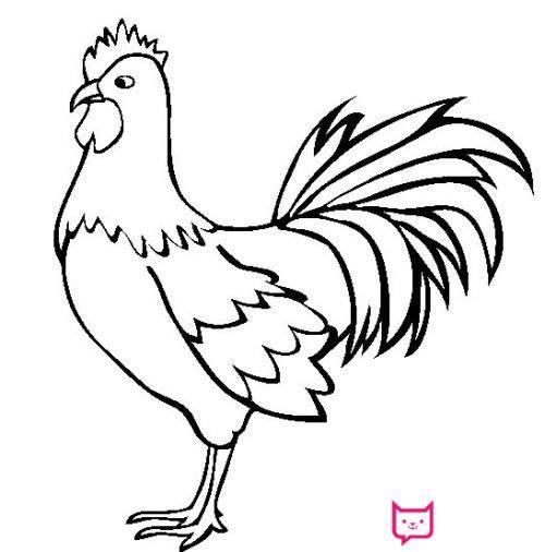 公鸡简笔画图片大全 公鸡简笔画彩图