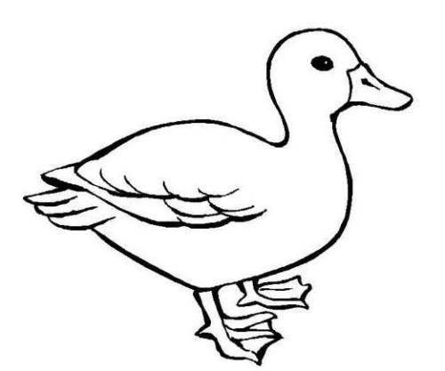 鸭的简笔画图片大全 鸭的简笔画图片大全彩色