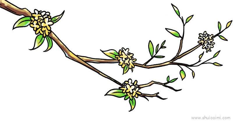 桂花树儿童画怎么画 桂花树简笔画图片大全