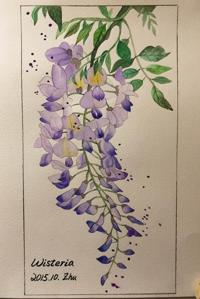 紫藤萝简笔画 紫藤萝简笔画简单又好看