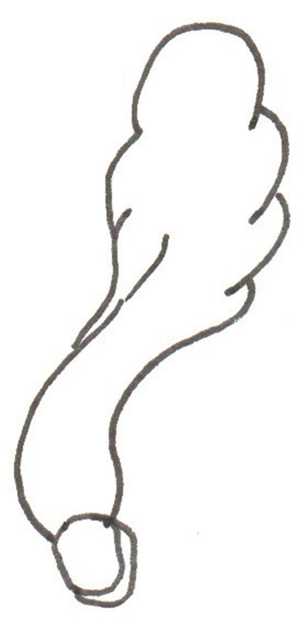 大白菜的简笔画怎么画 大白菜的简笔画图片大全