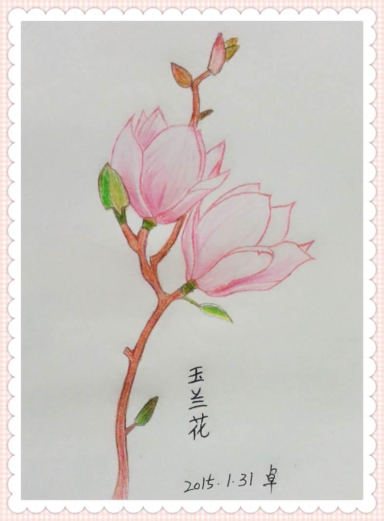 玉兰花简笔画图片大全 玉兰花简笔画图片大全彩色