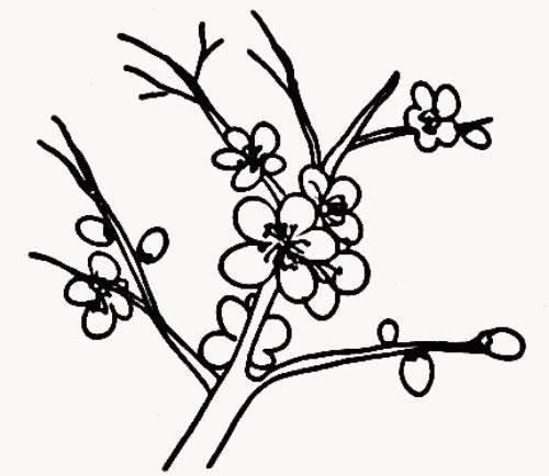 桃花简笔画图片大全 桃花简笔画图片大全带颜色