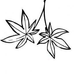 树叶的简笔画 树叶的简笔画简单又漂亮