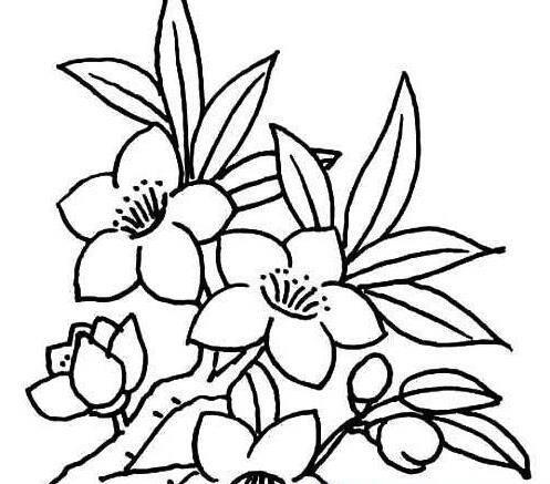 茉莉画简笔画图片大全 茉莉画简笔画图片大全彩色
