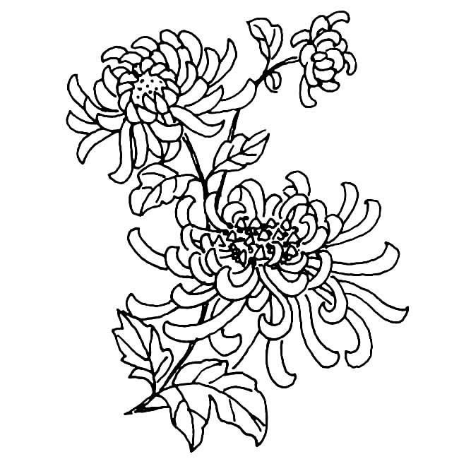 画菊花简笔画图片大全 画菊花简笔画图片大全一年级