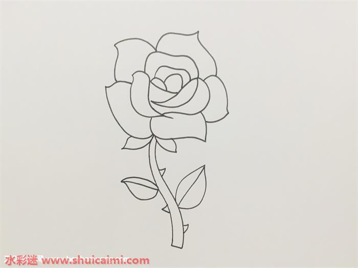 盛开玫瑰花怎么画 盛开玫瑰花简笔画步骤图
