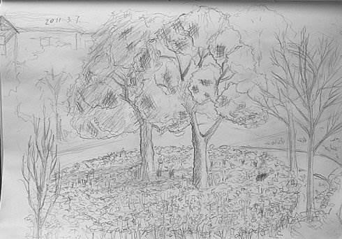 灌木丛简笔画 灌木丛简笔画图片儿童