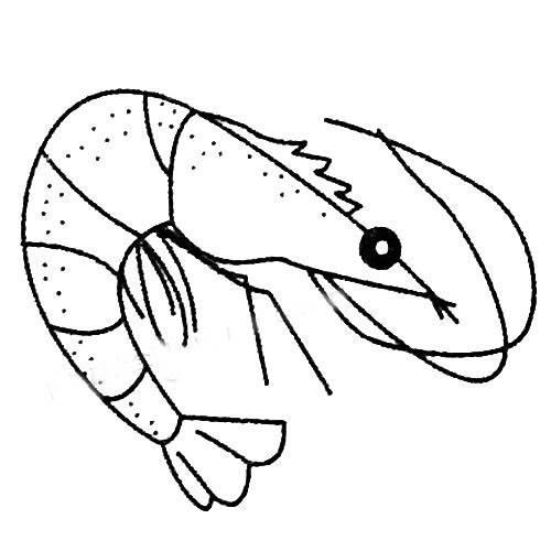 大虾简笔画 大虾简笔画彩色