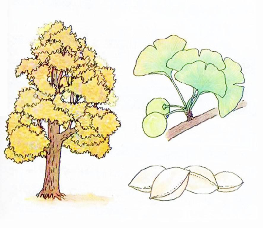 银杏树叶简笔画 银杏树叶简笔画图片