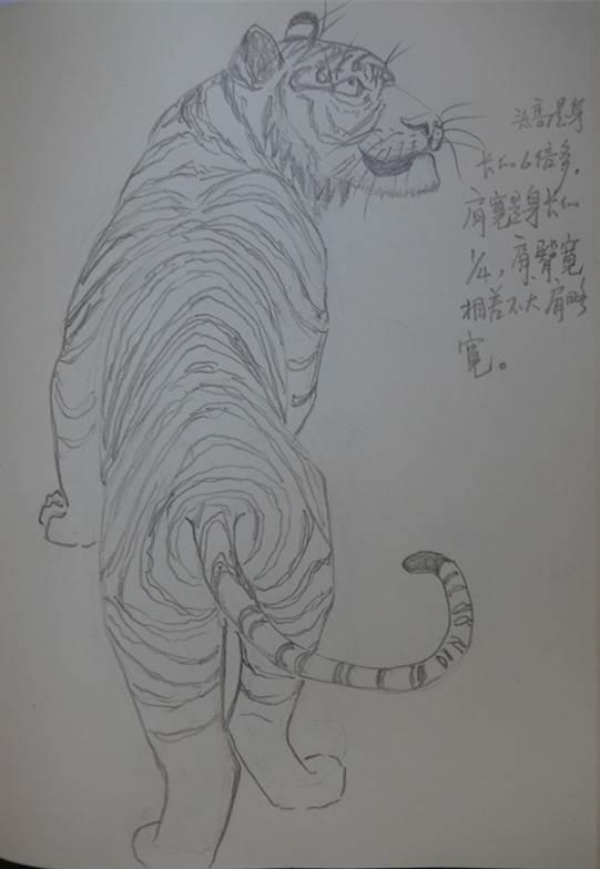 老虎的简笔画 老虎的简笔画凶残霸气