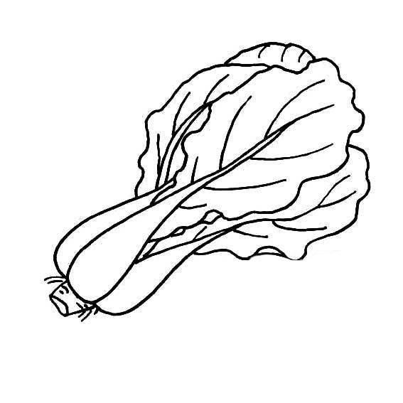 白菜简笔画图片 画大白菜简笔画图片
