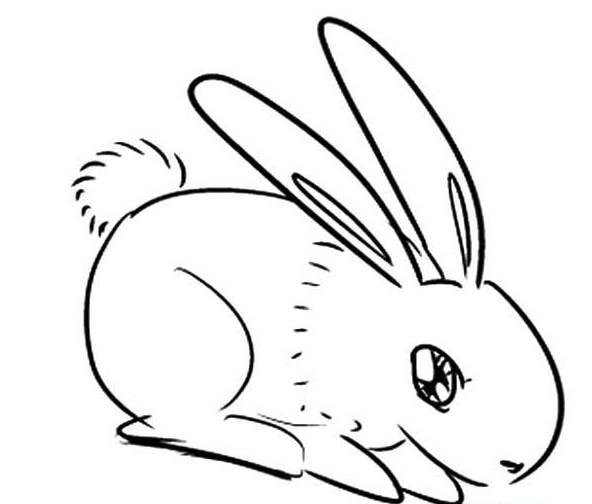 可爱小兔子简笔画 呆萌可爱小兔子简笔画