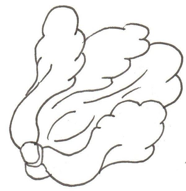 大白菜的简笔画怎么画 大白菜的简笔画图片大全