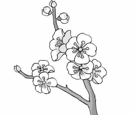 桃花简笔画 桃花简笔画简单又好看