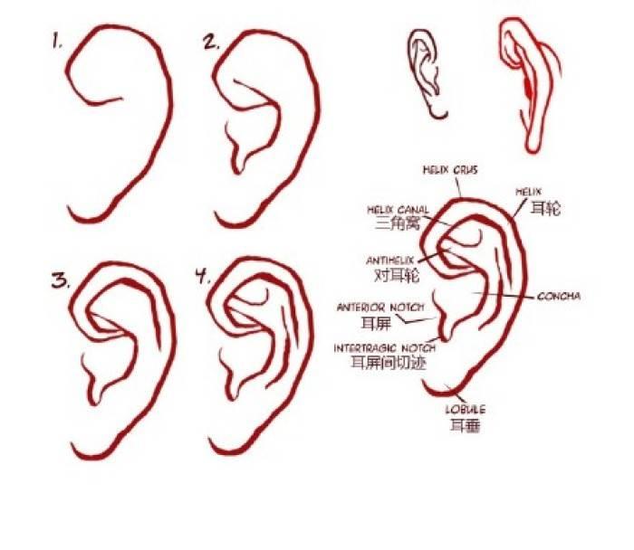 耳朵简笔画 耳朵简笔画儿童简笔画