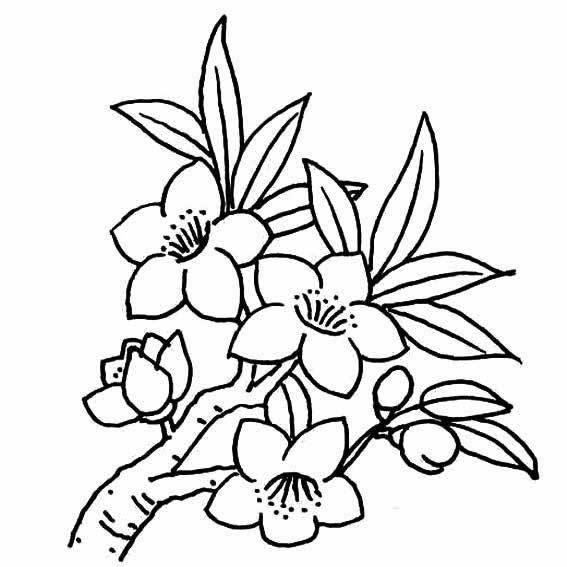 植物的简笔画图片大全 植物的简笔画图片大全大图