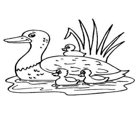 鸭子的简笔画 鸭子的简笔画简单又好看