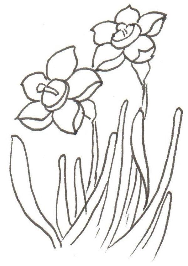 水仙花的简笔画怎么画 水仙花的简笔画步骤