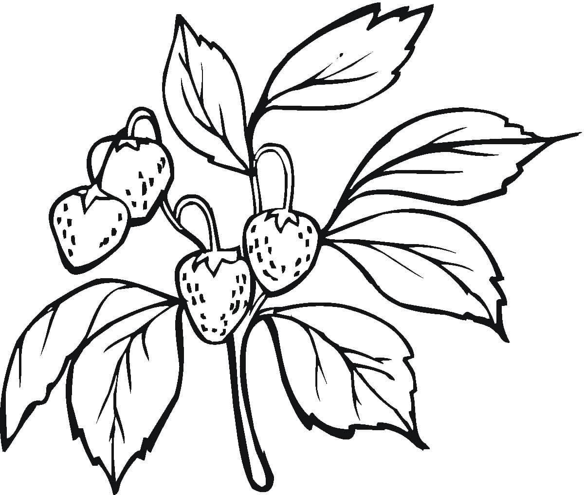 草莓简笔画图片 草莓简笔画涂色