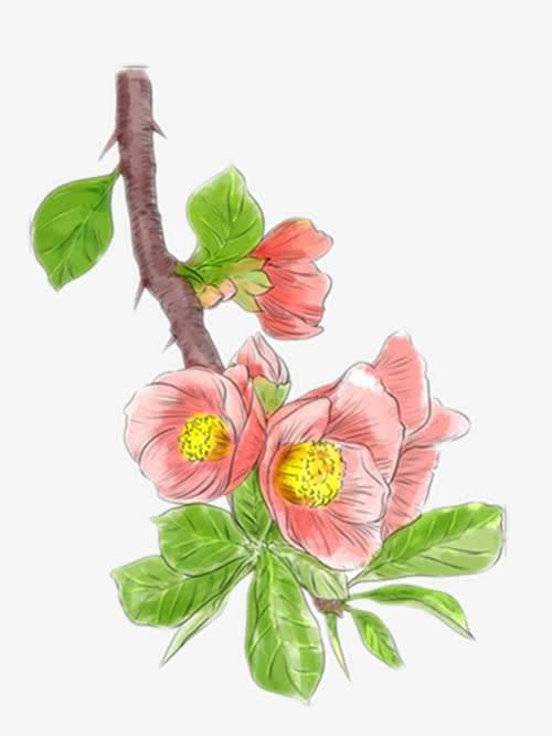 海棠花简笔画 怎样画海棠花简笔画