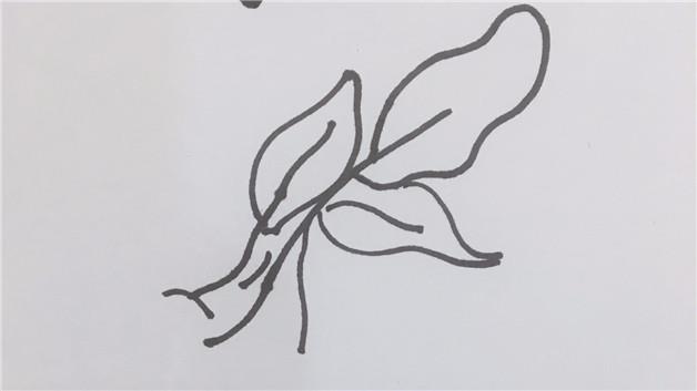 菠菜简笔画怎么画 菠菜简笔画图片大全