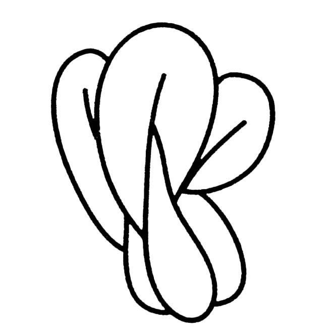 青菜简笔画 青菜简笔画图片