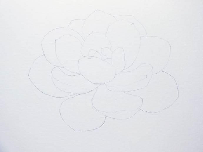 雪莲花简笔画 雪莲花简笔画图片大全