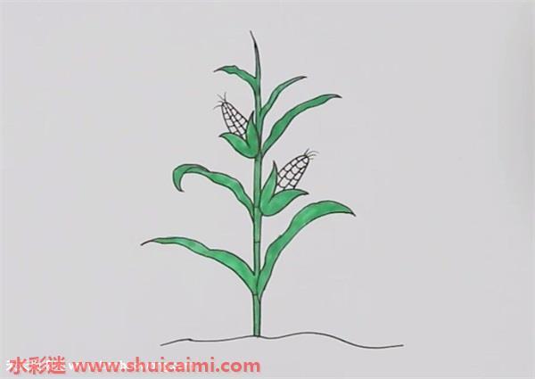 一棵玉米怎么画 玉米简笔画彩色