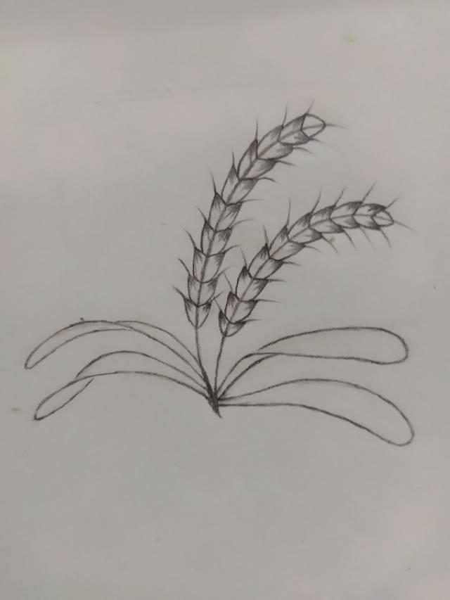 麦子简笔画 麦子简笔画大丰收