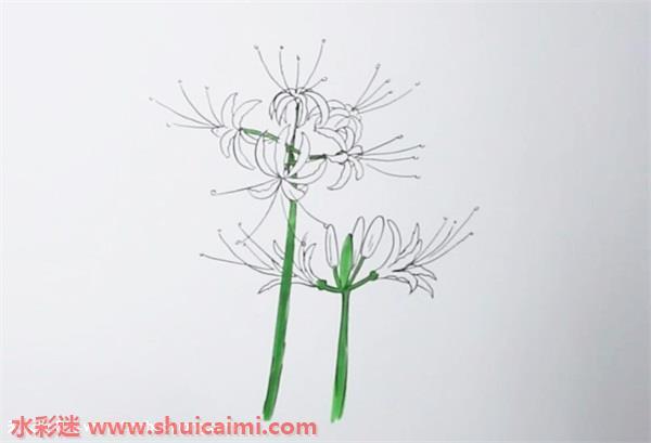 彼岸花怎么画 彼岸花简笔画图片带颜色