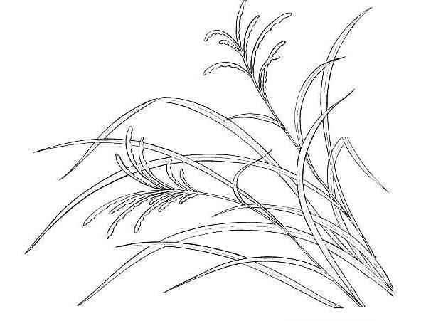 小草简笔画 小草简笔画图片大全大图