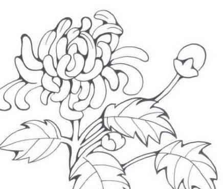 菊花的简笔画 菊花的简笔画图片