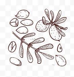 坚果简笔画 植物大战僵尸里面的坚果简笔画