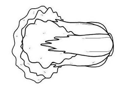 卷心菜简笔画图片大全 卷心菜简笔画图片大全可爱